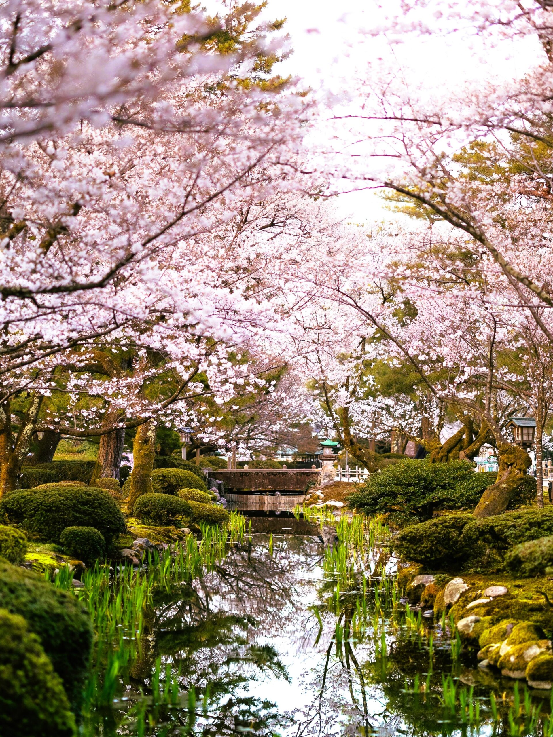 Japan tourist visa destination featuring cherry blossom gardens