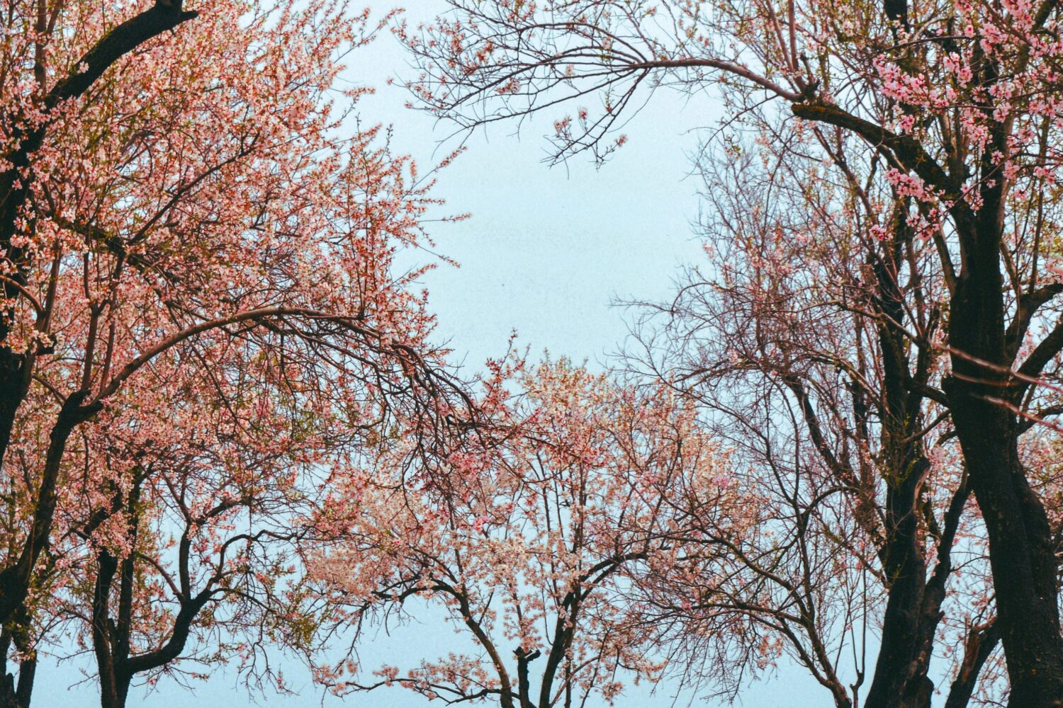 Apricot blossom trees in Ladakh during the annual spring flowering season