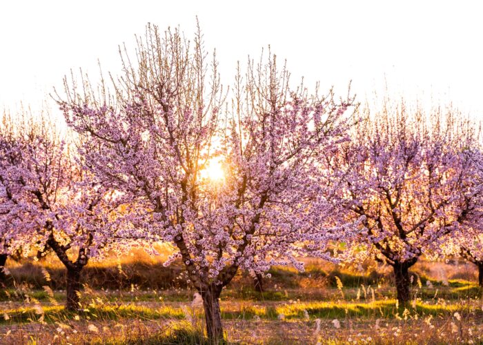 Apricot Blossom Ladakh Tour featuring blooming apricot orchards during spring in Ladakh