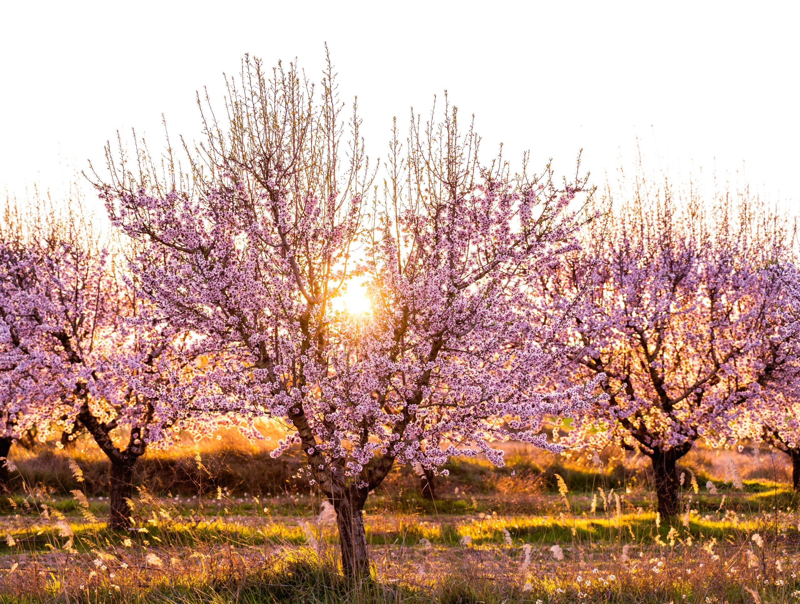 Apricot Blossom Ladakh Tour featuring blooming apricot orchards during spring in Ladakh