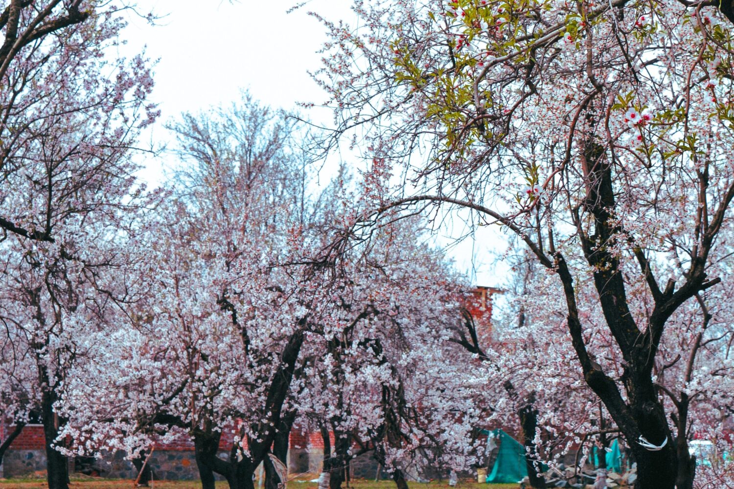 Blooming apricot orchard during the spring season in Ladakh