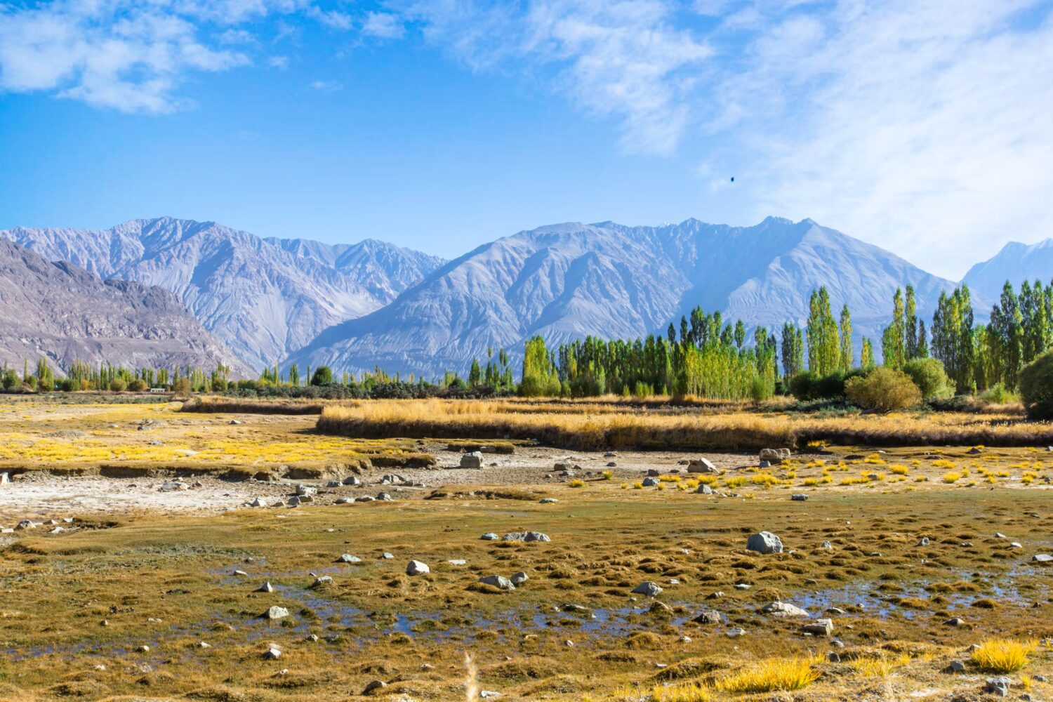 landscape with poplar trees and Himalayan mountains