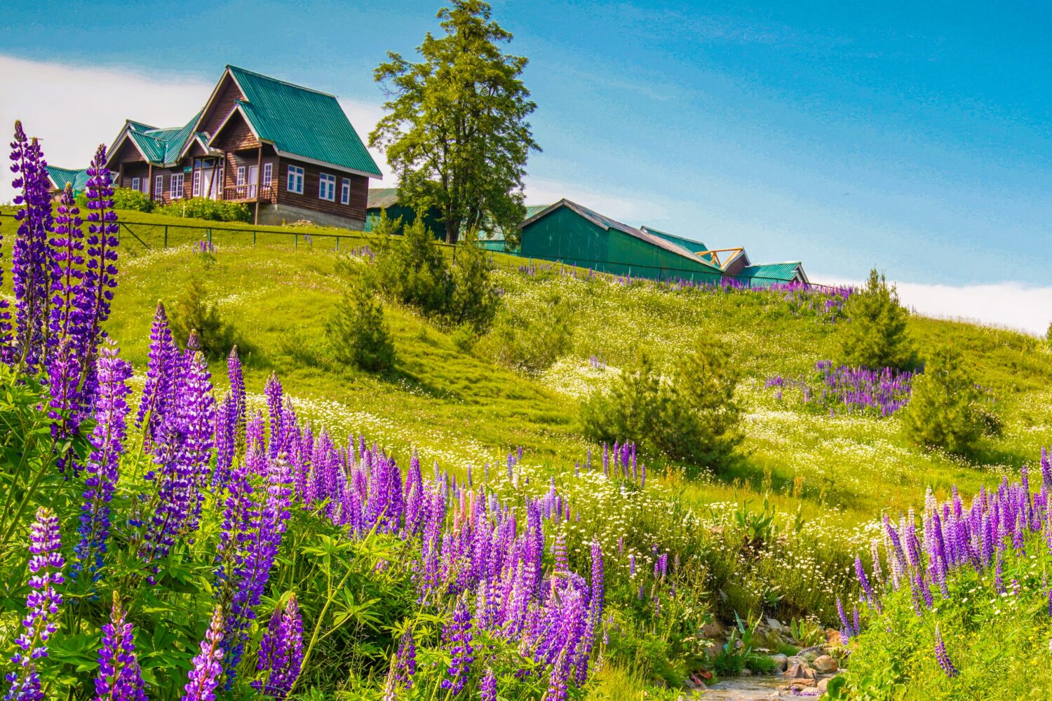 Mountain cottages surrounded by wildflowers in Sonmarg Kashmir on Kashmir Valley Escape tour