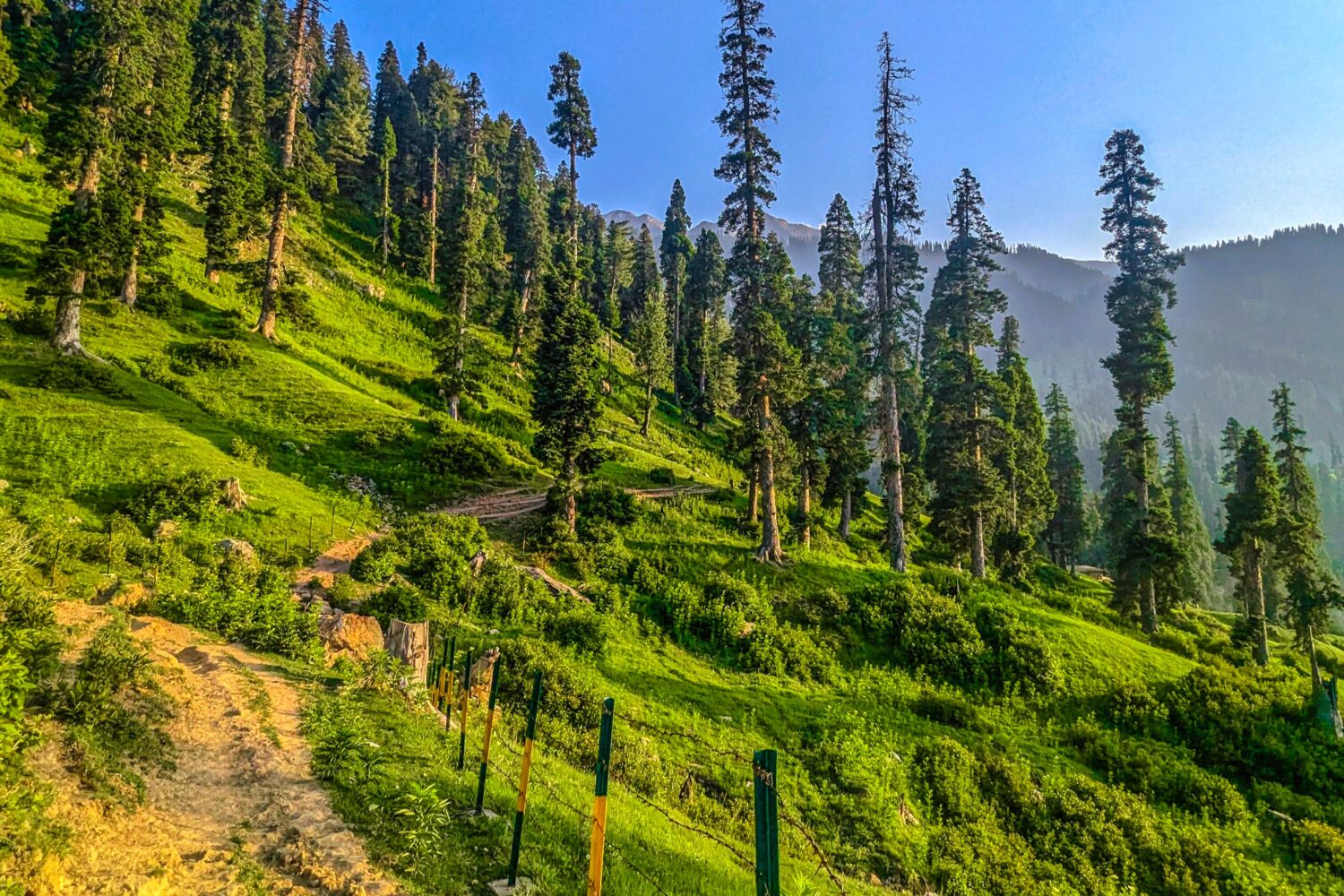 Pine forest walking trail in Sonmarg surrounded by green Himalayan slopes at Kashmir Valley Escape