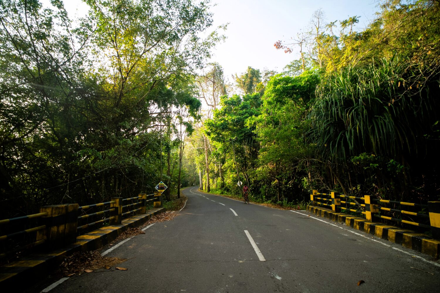 Road through the tropical forest