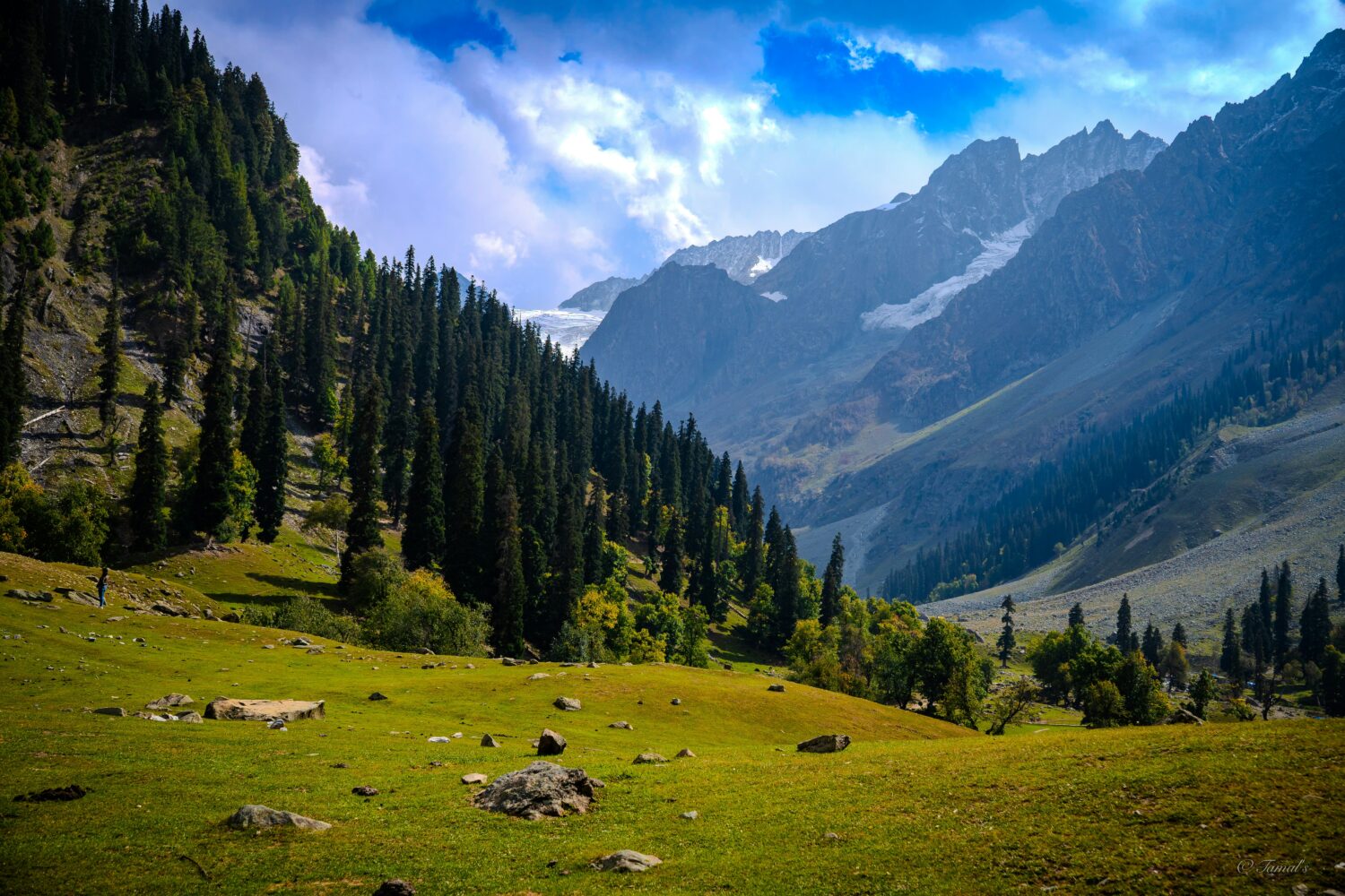 Scenic green mountain valley and pine forests featured in Srinagar Tour Package