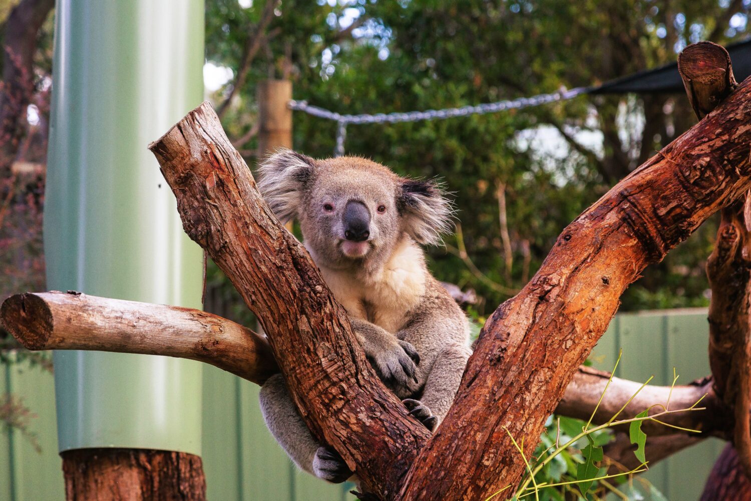 Sydney Zoo featured in Australia tour package