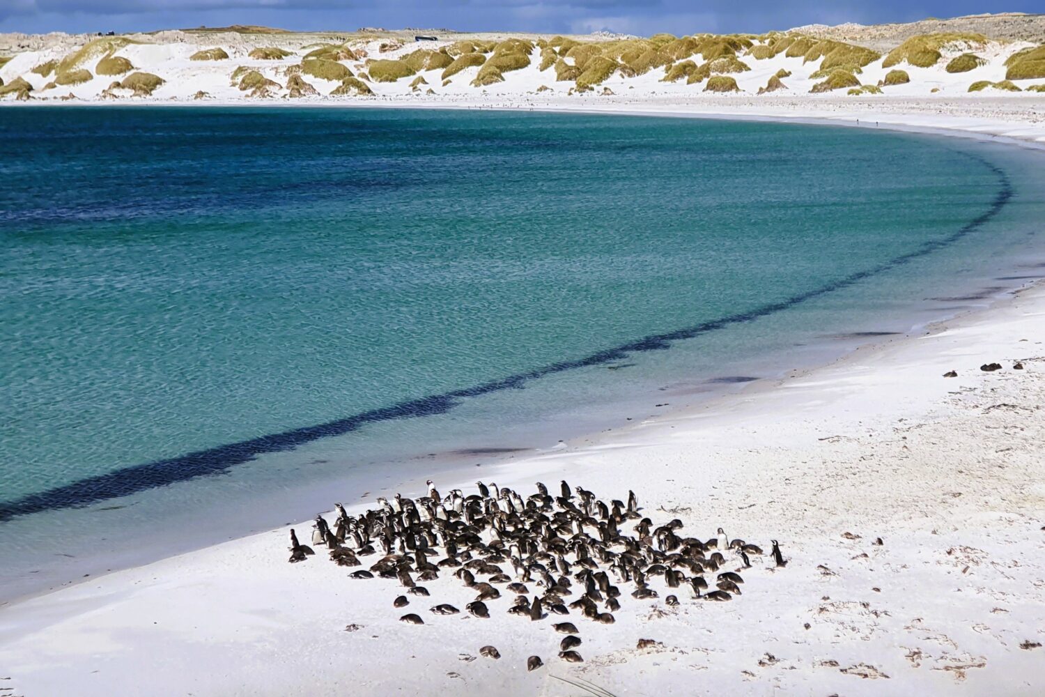 philips island penguins featured in Australia tour package